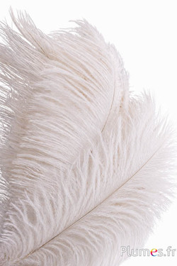Strauss - 30-40 cm - creme